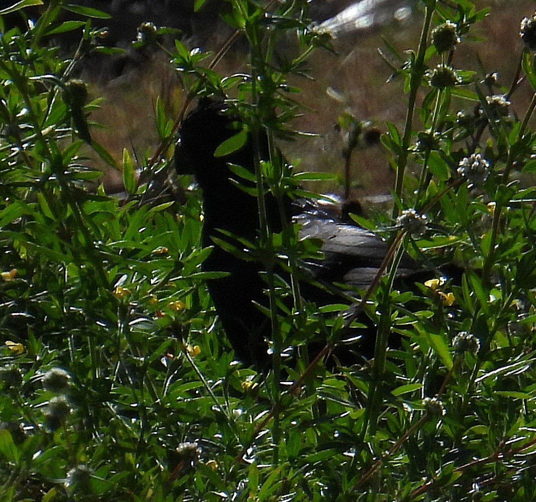 ani rýhozobá - ML645903523