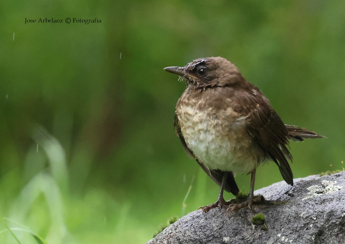 Black-billed Thrush - ML645903531
