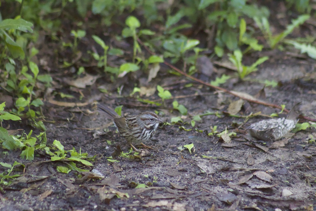 strnadec zpěvný - ML645903532