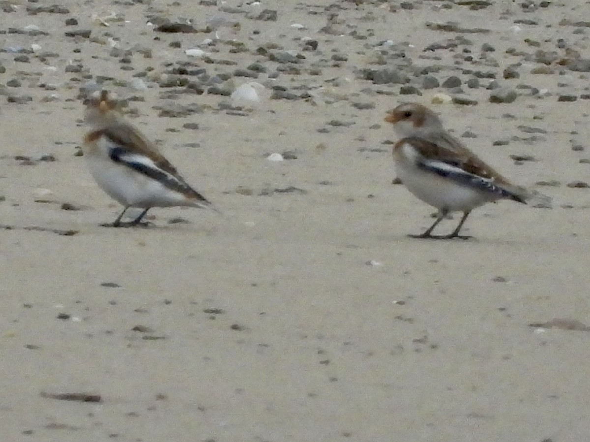 Snow Bunting - ML645903535