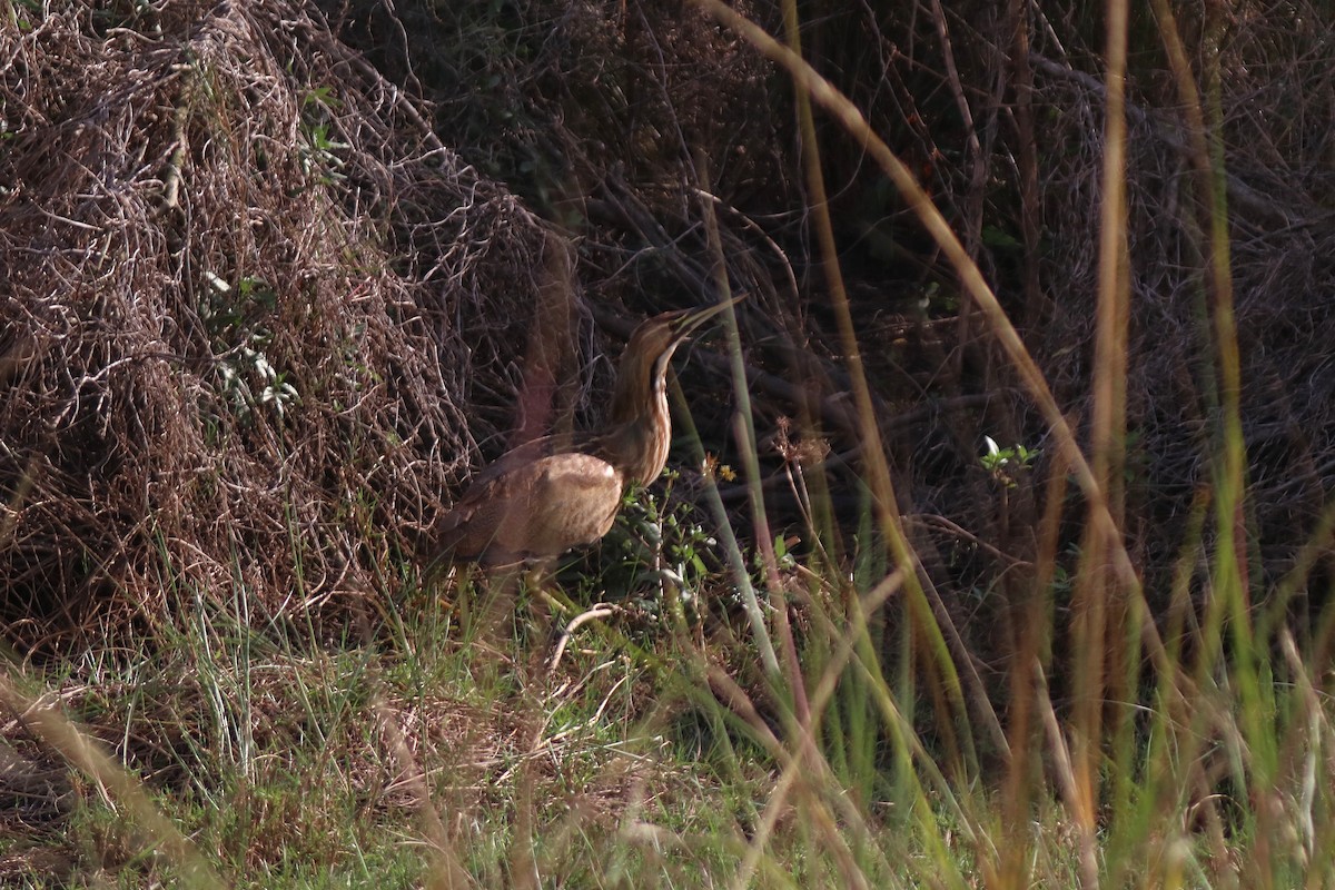 Amerika Balabanı - ML645903545