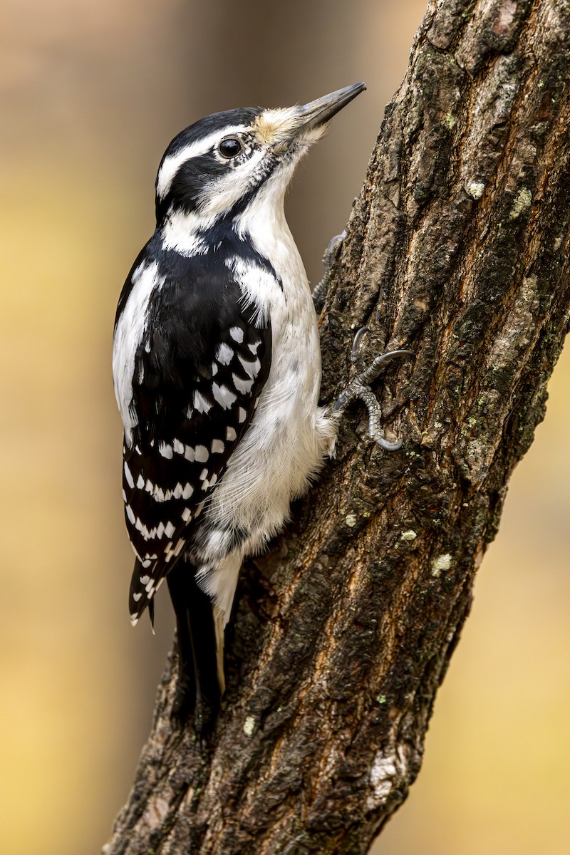 Hairy Woodpecker - ML645903547