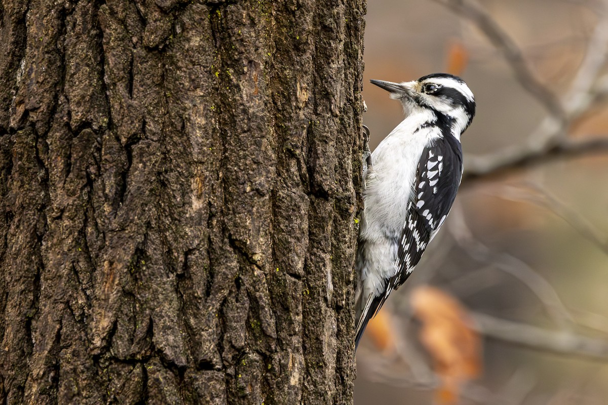 Hairy Woodpecker - ML645903548