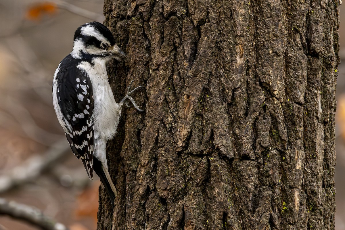 Hairy Woodpecker - ML645903549