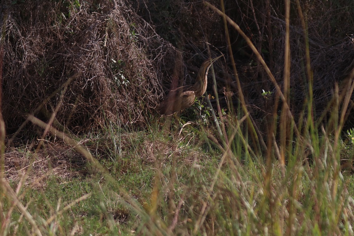 Amerika Balabanı - ML645903550