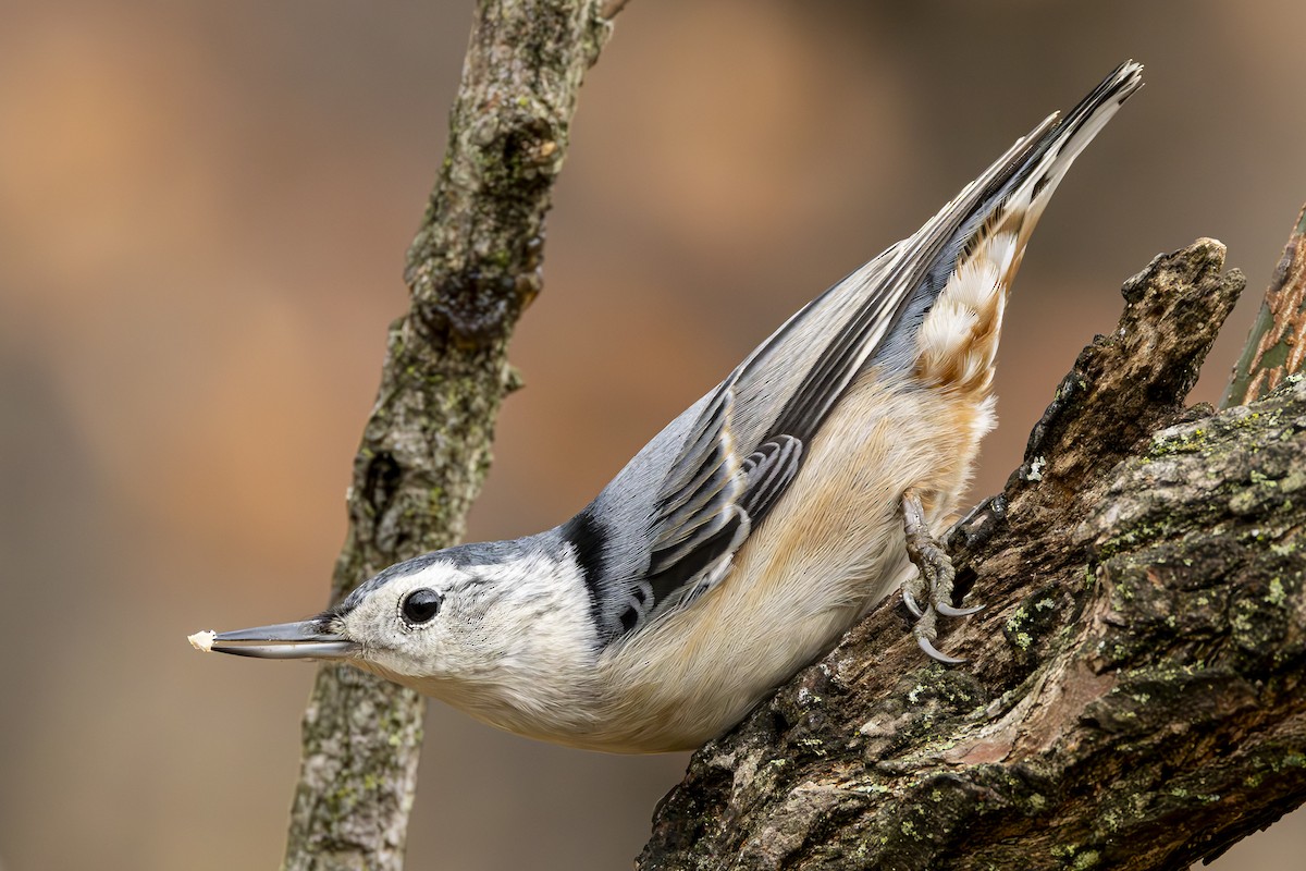 White-breasted Nuthatch - ML645903560