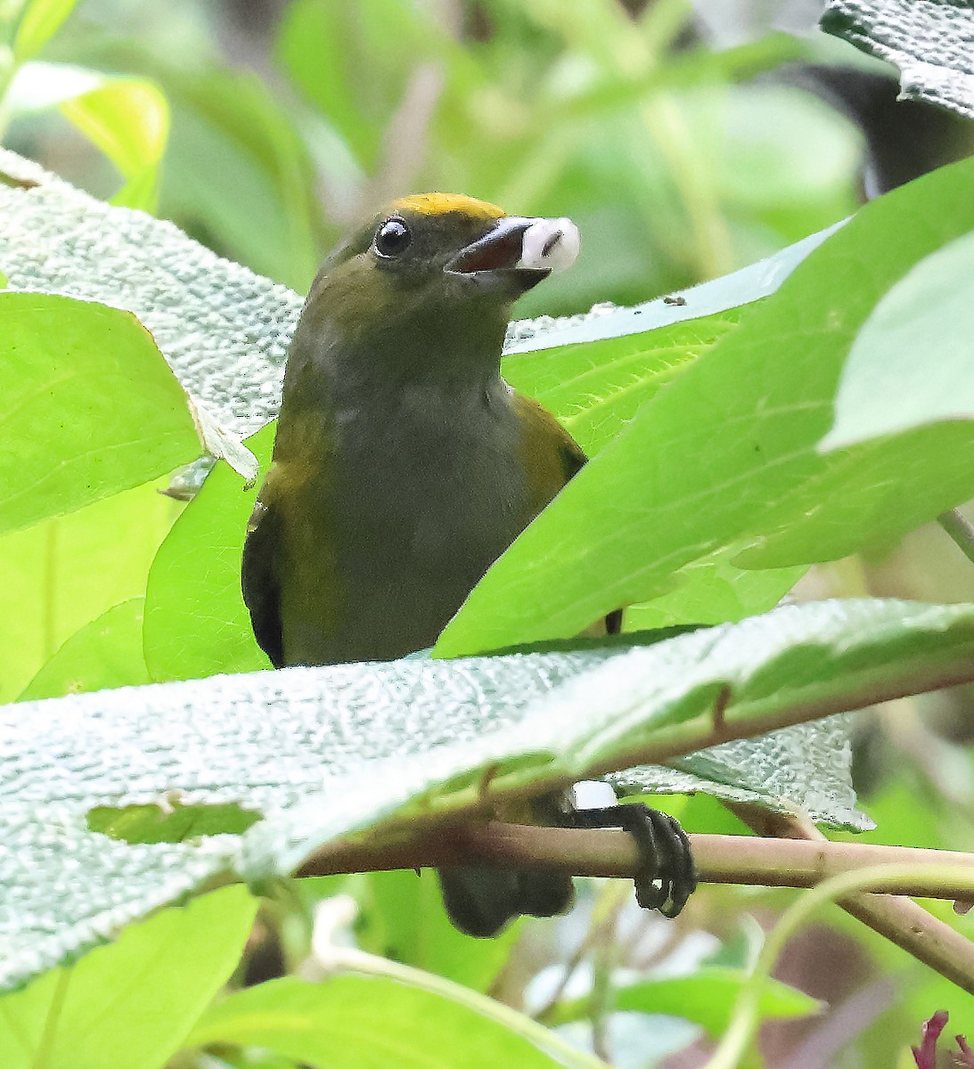 Orange-bellied Euphonia - ML645903563