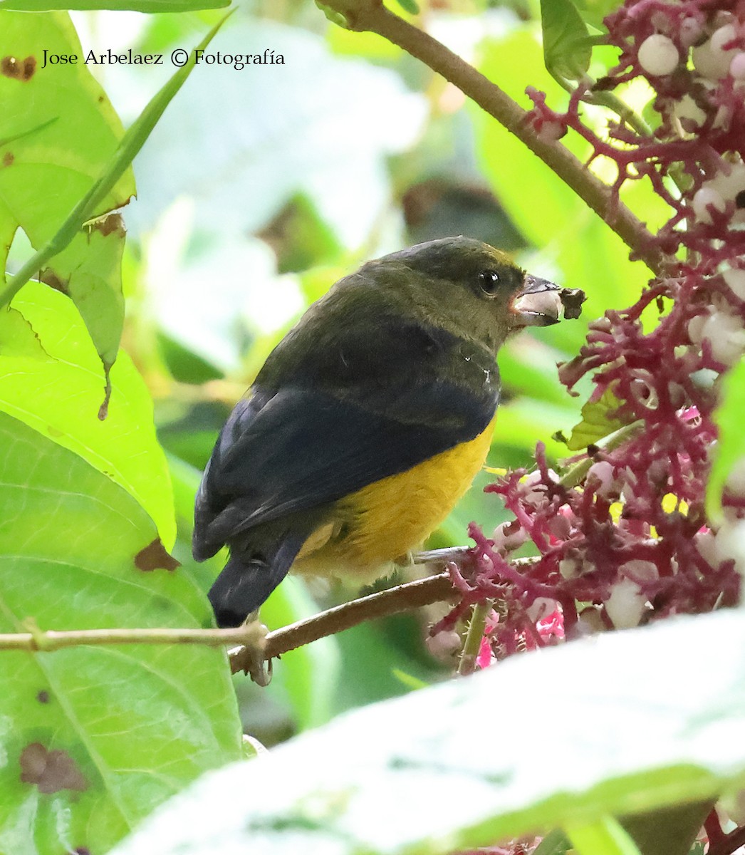 Orange-bellied Euphonia - ML645903564