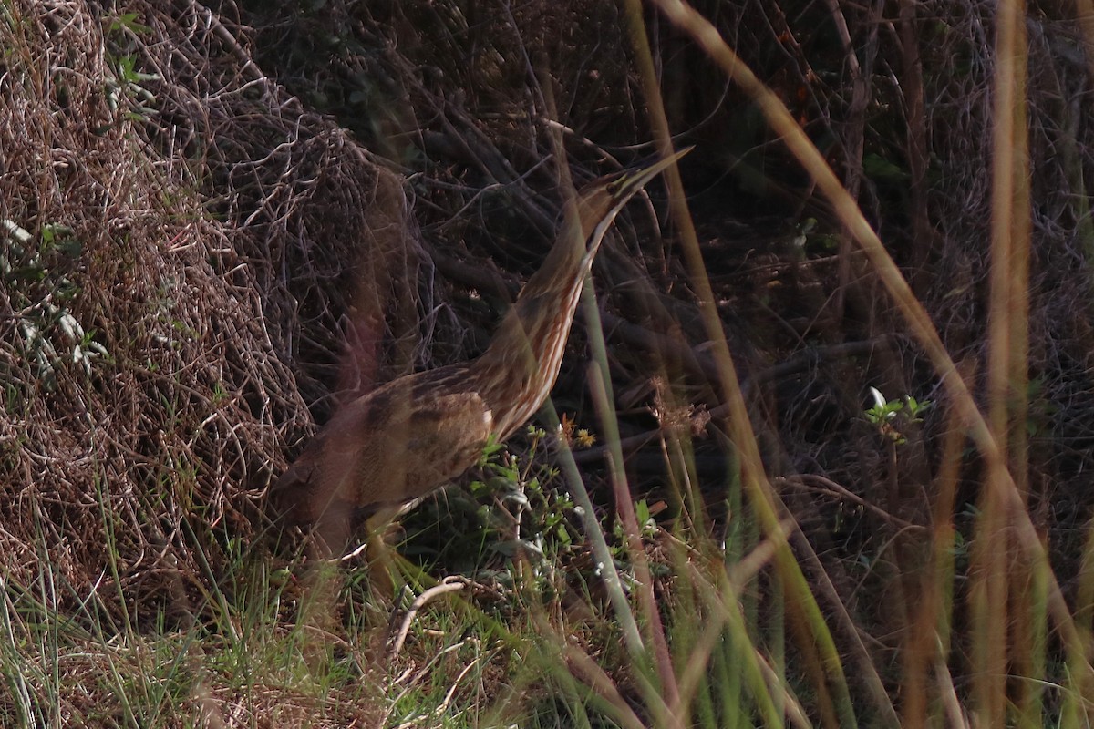 Amerika Balabanı - ML645903569