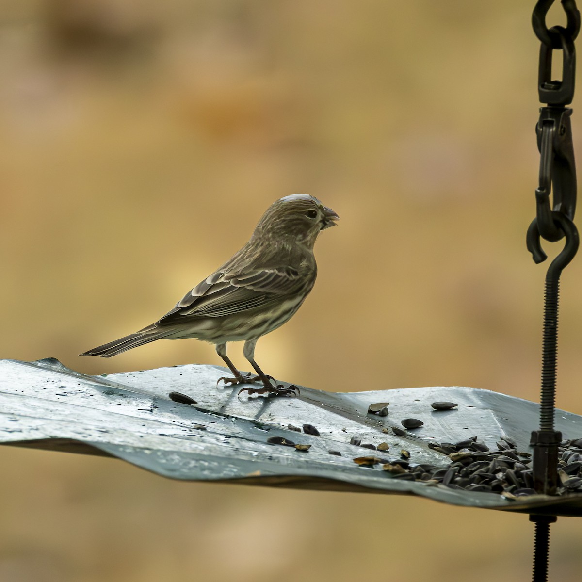 House Finch - ML645903576