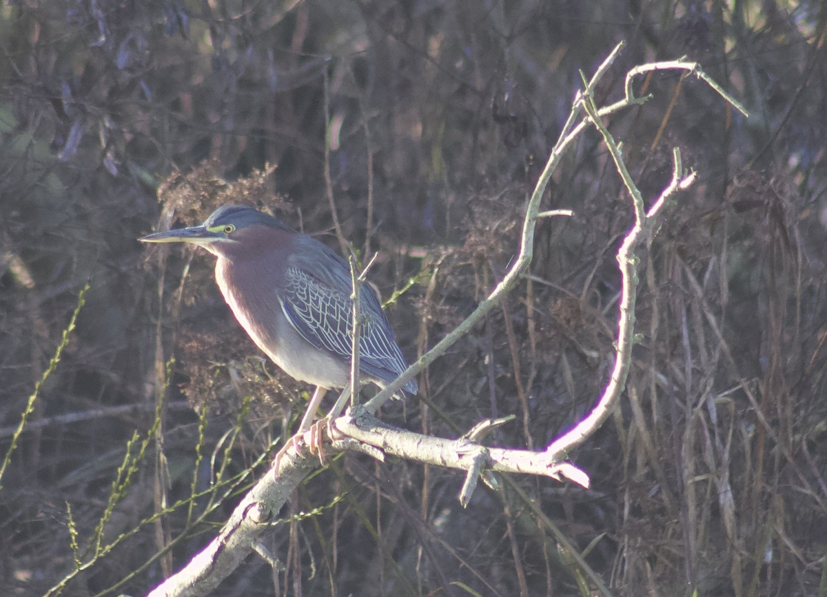 volavka zelenavá - ML645903577