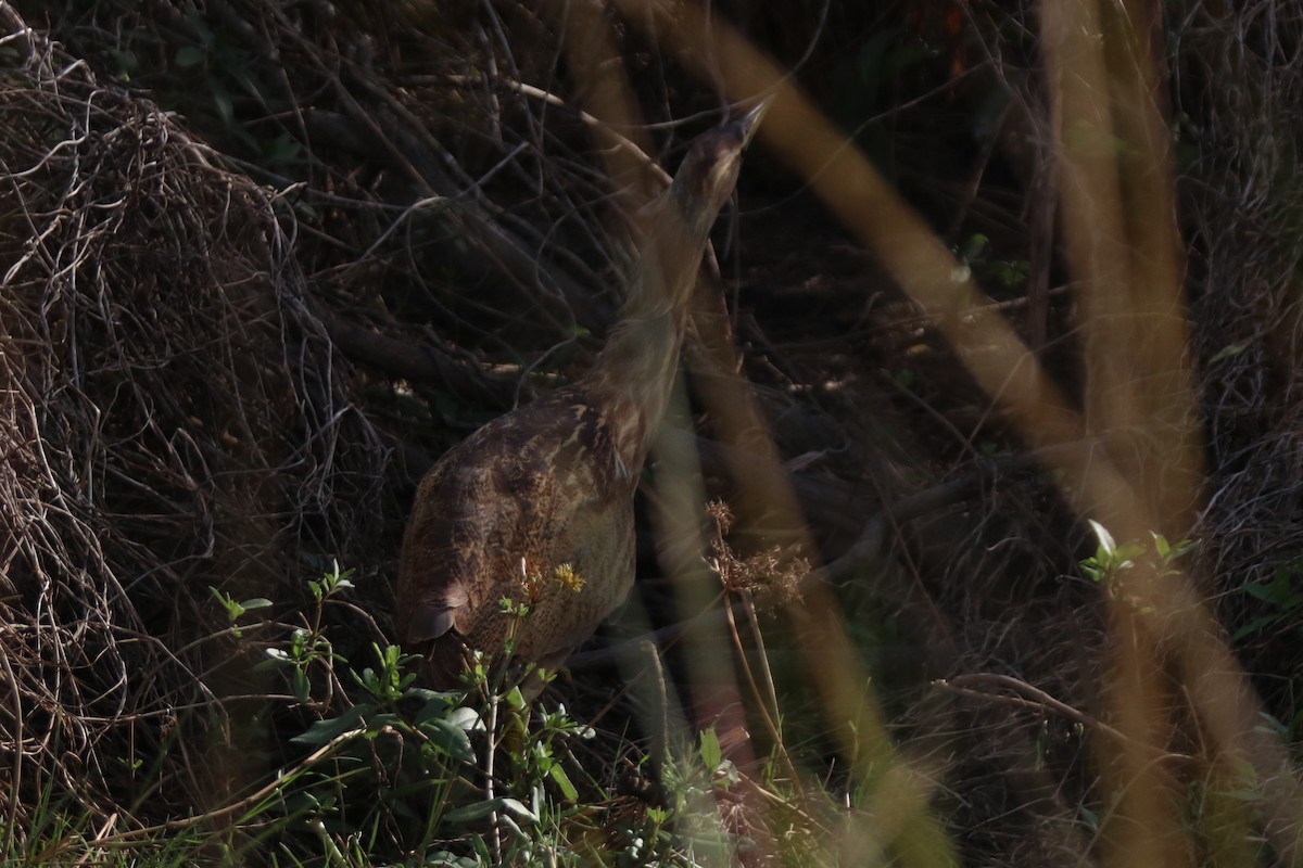 Amerika Balabanı - ML645903578