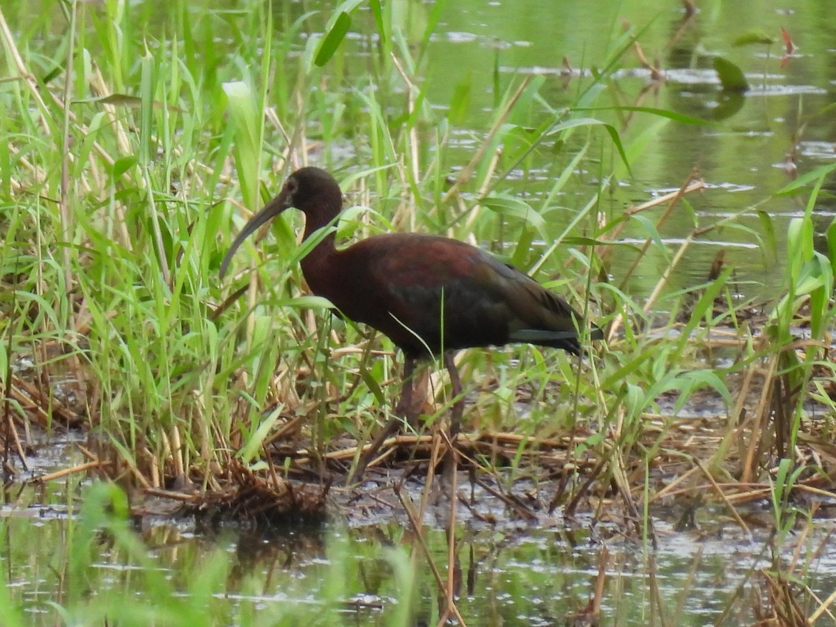 White-faced Ibis - ML645903579