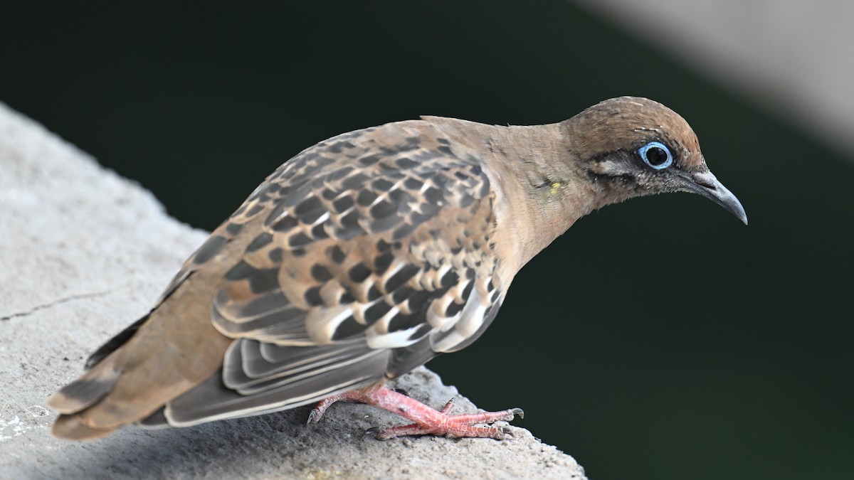 Galapagos Dove - ML645903580