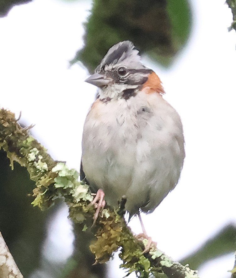 Rufous-collared Sparrow - ML645903582