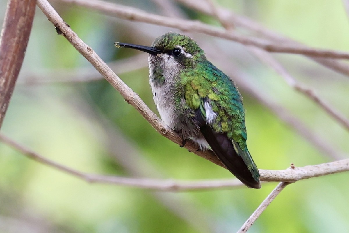Short-tailed Emerald - ML645903616