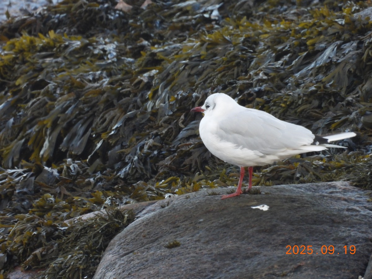 Black-headed Gull - ML645903623