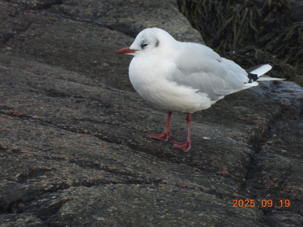Black-headed Gull - ML645903625