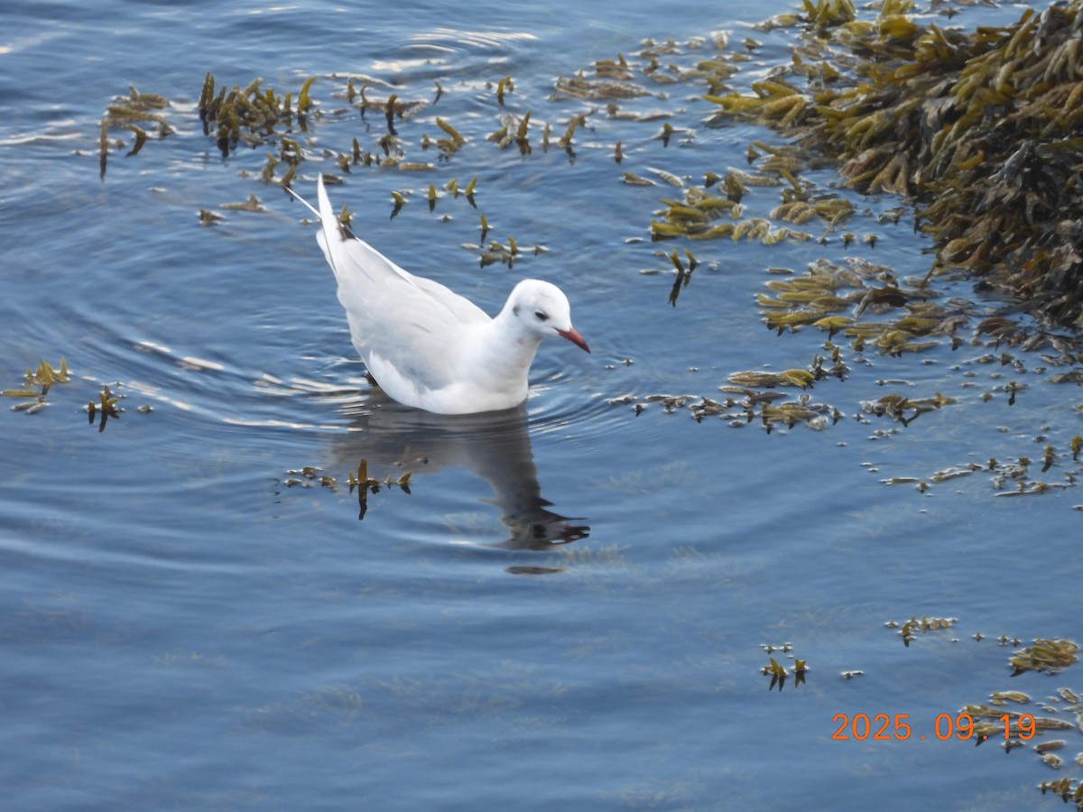 Black-headed Gull - ML645903626