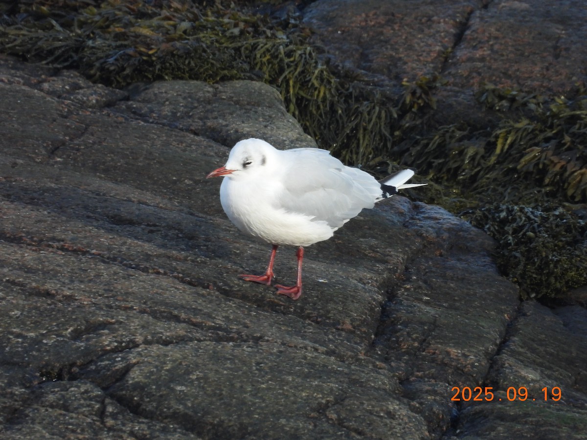 Black-headed Gull - ML645903628