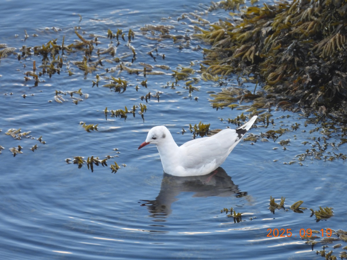 Black-headed Gull - ML645903629