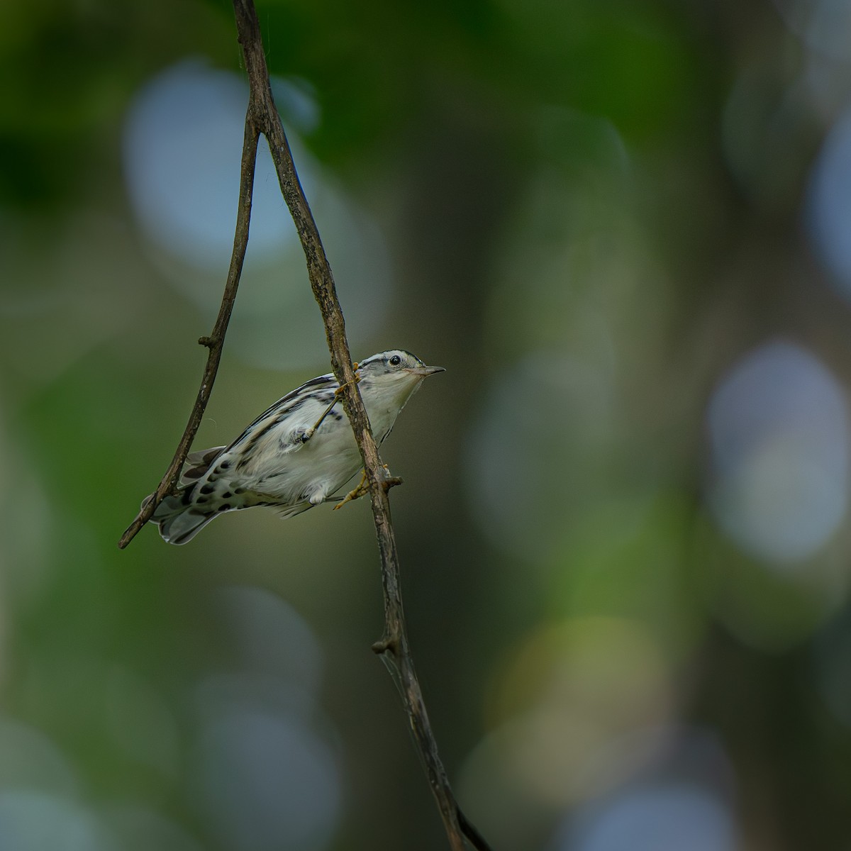 Black-and-white Warbler - ML645903630