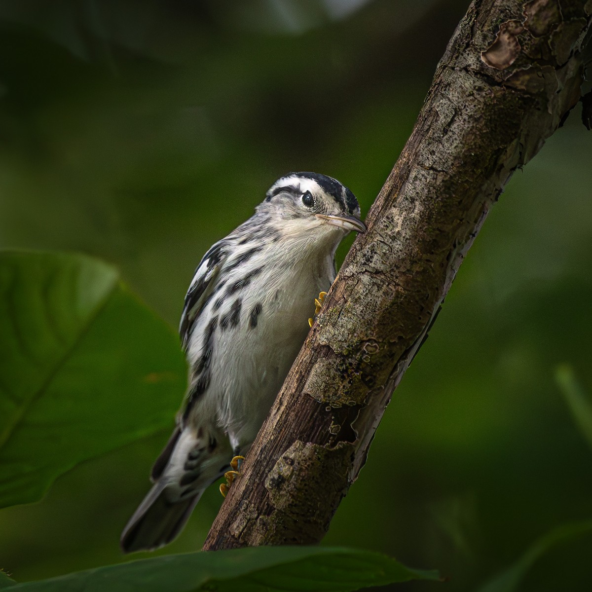 Black-and-white Warbler - ML645903631