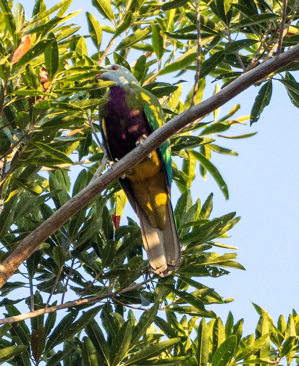 Wompoo Fruit-Dove - ML645903632