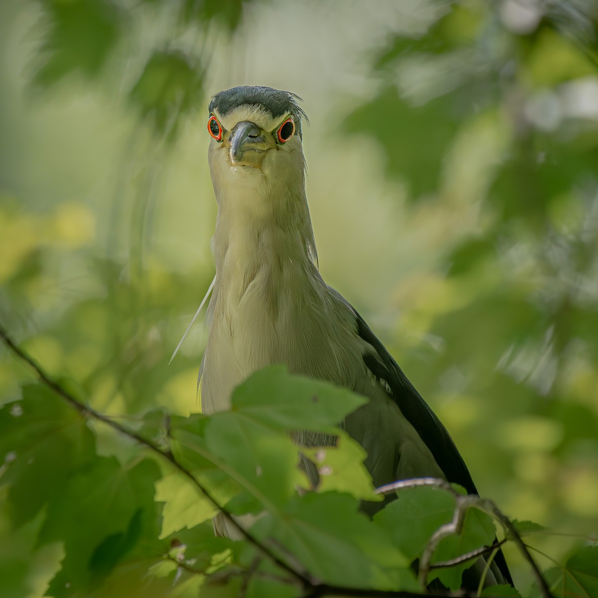 Black-crowned Night Heron - ML645903635