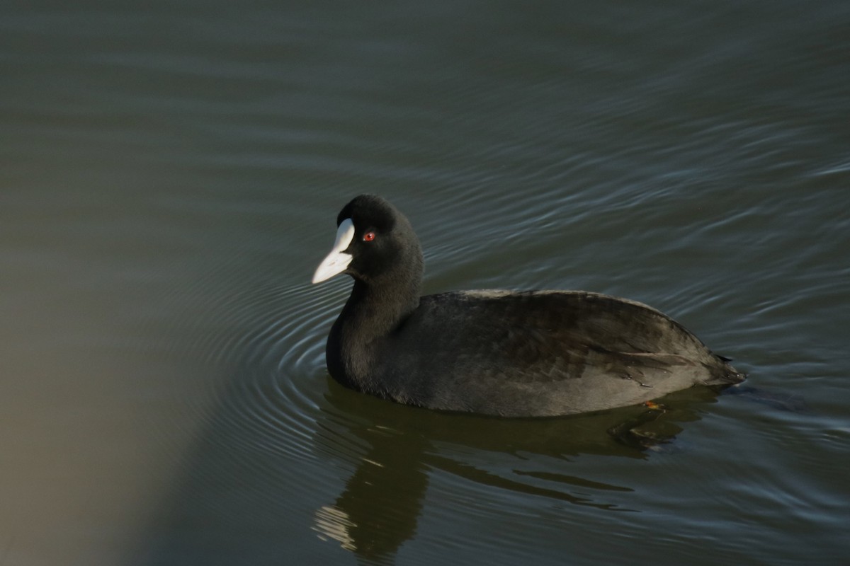 Eurasian Coot - ML645903637