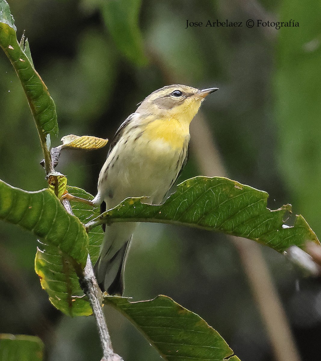 Reinita Gorjinaranja - ML645903663