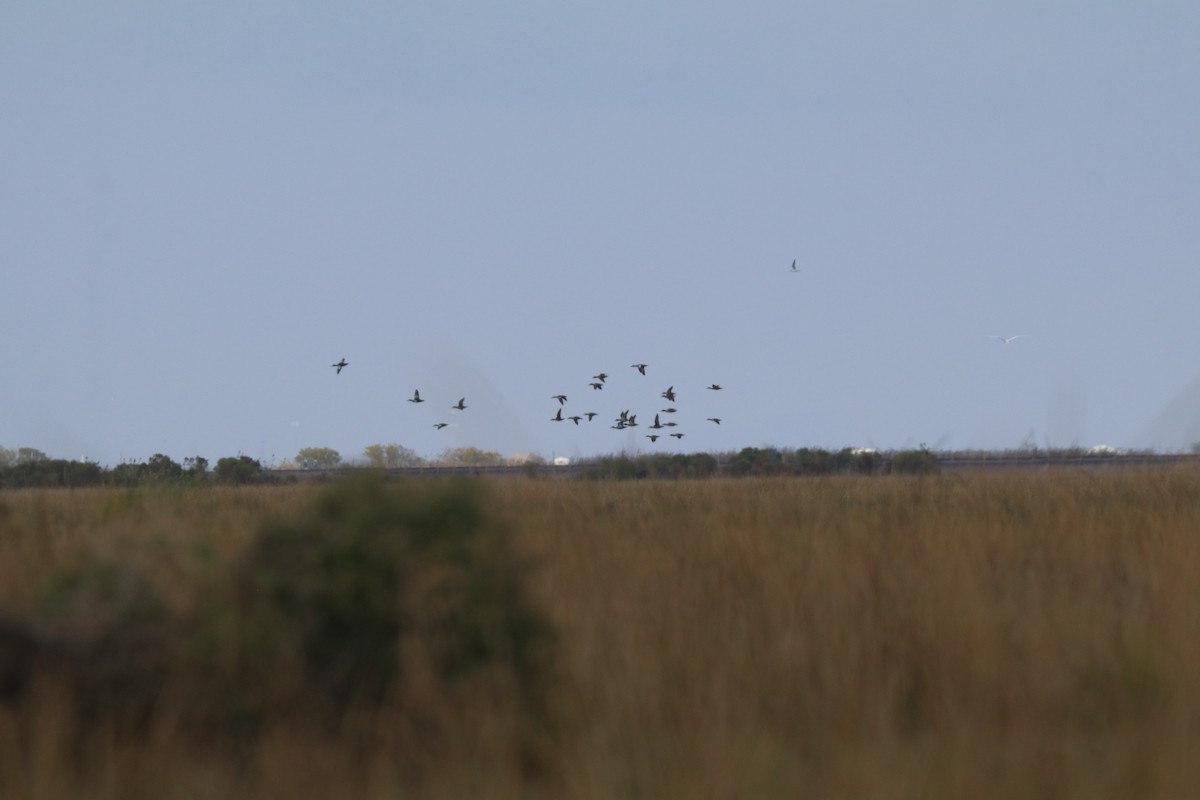 Blue-winged Teal - ML645903668