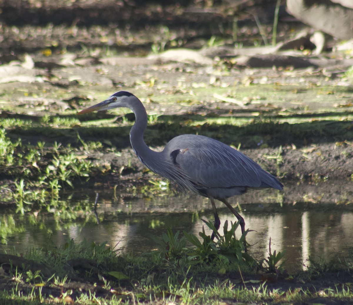 volavka velká - ML645903669