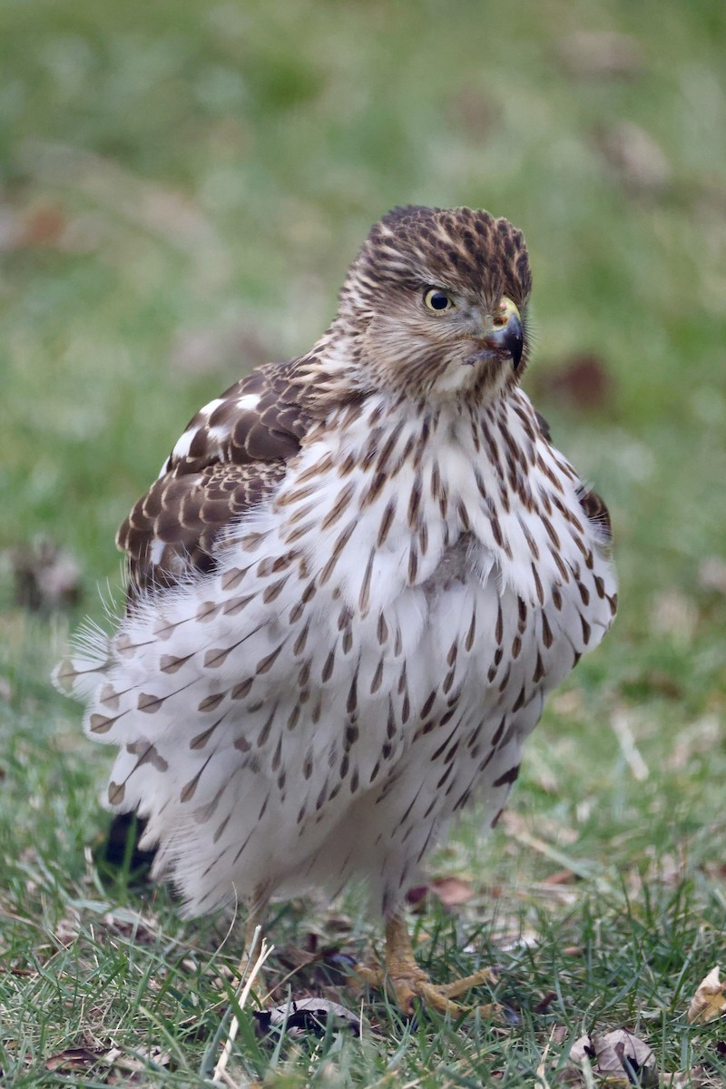 Cooper's Hawk - ML645903670