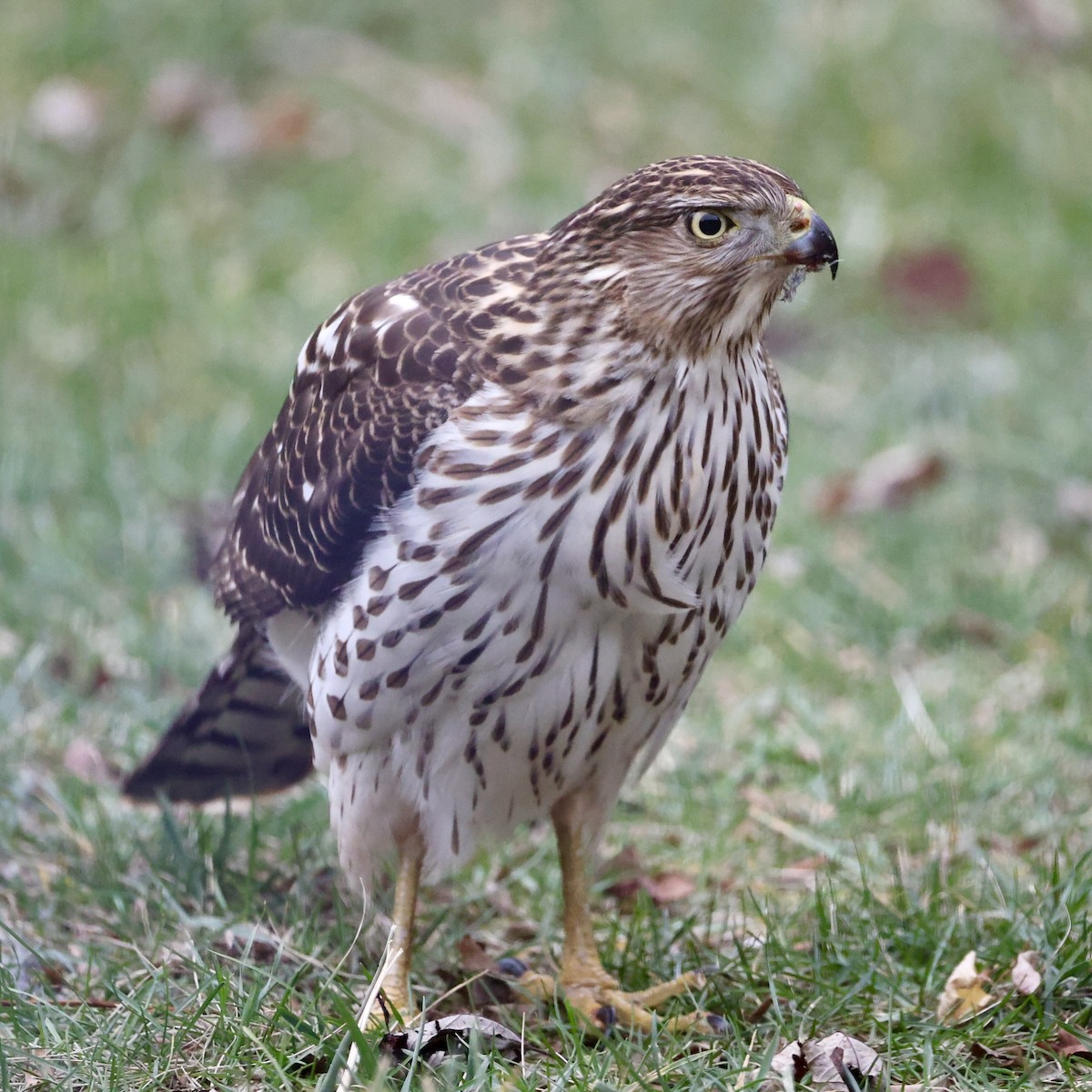 Cooper's Hawk - ML645903674
