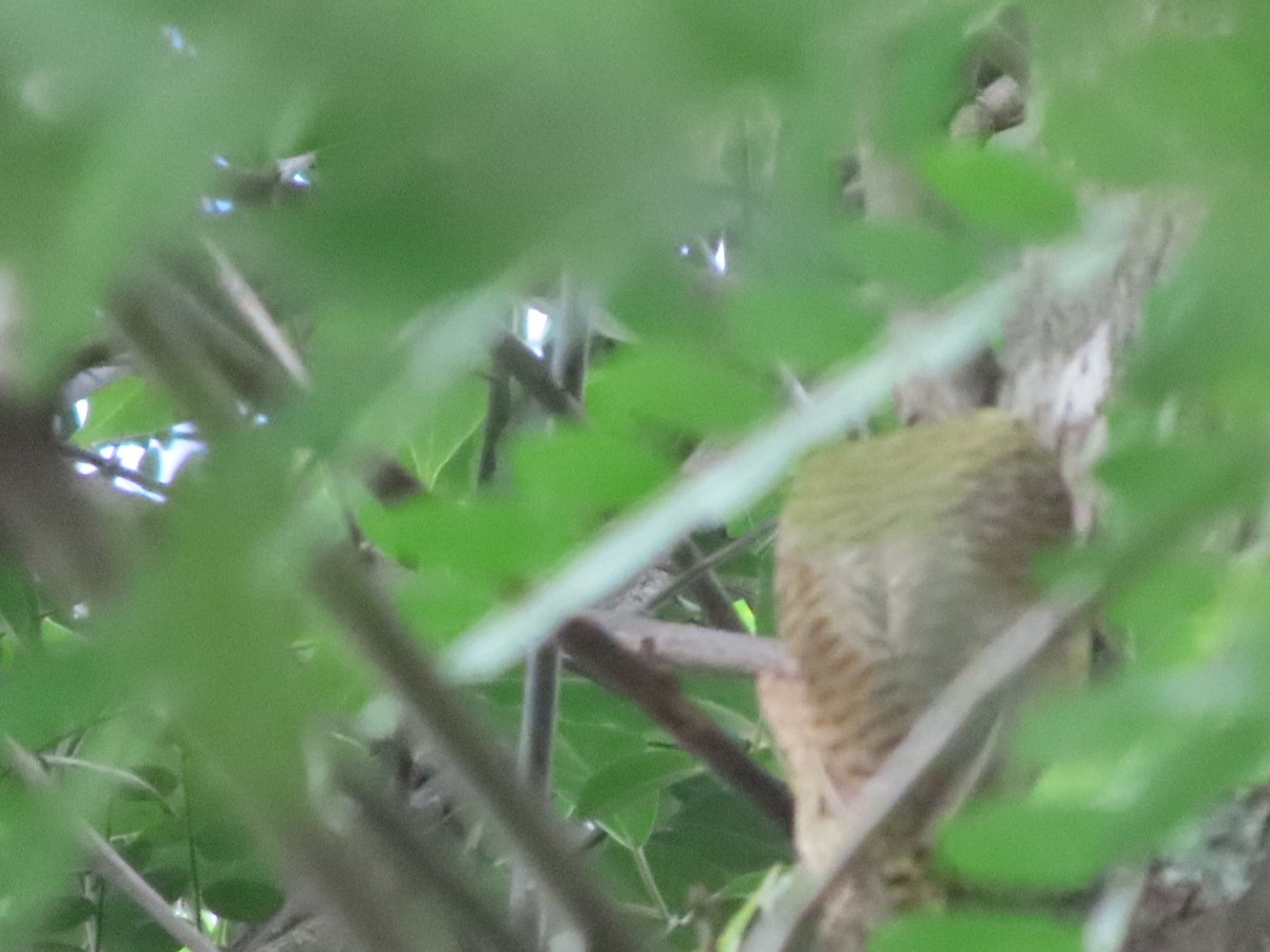 Spot-breasted Woodpecker - ML645903676