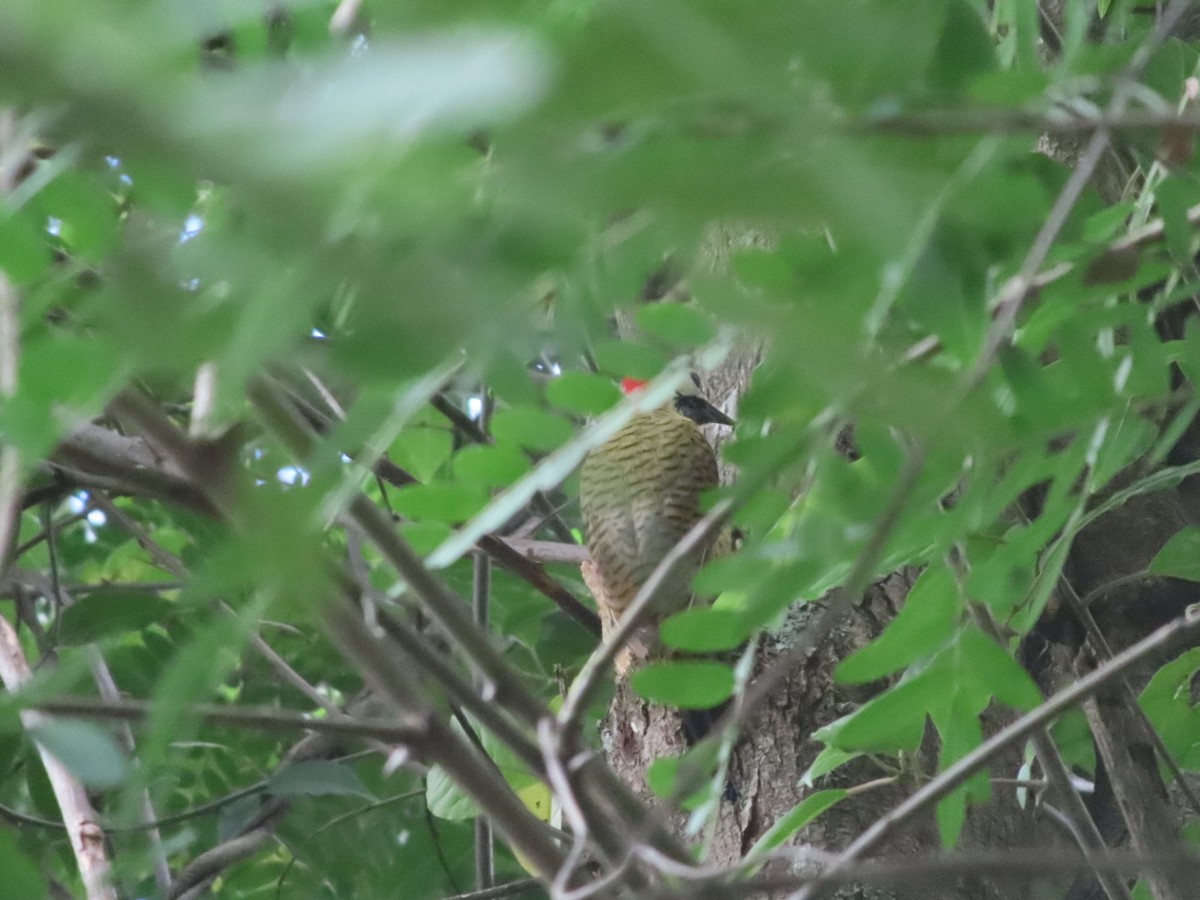 Spot-breasted Woodpecker - ML645903677