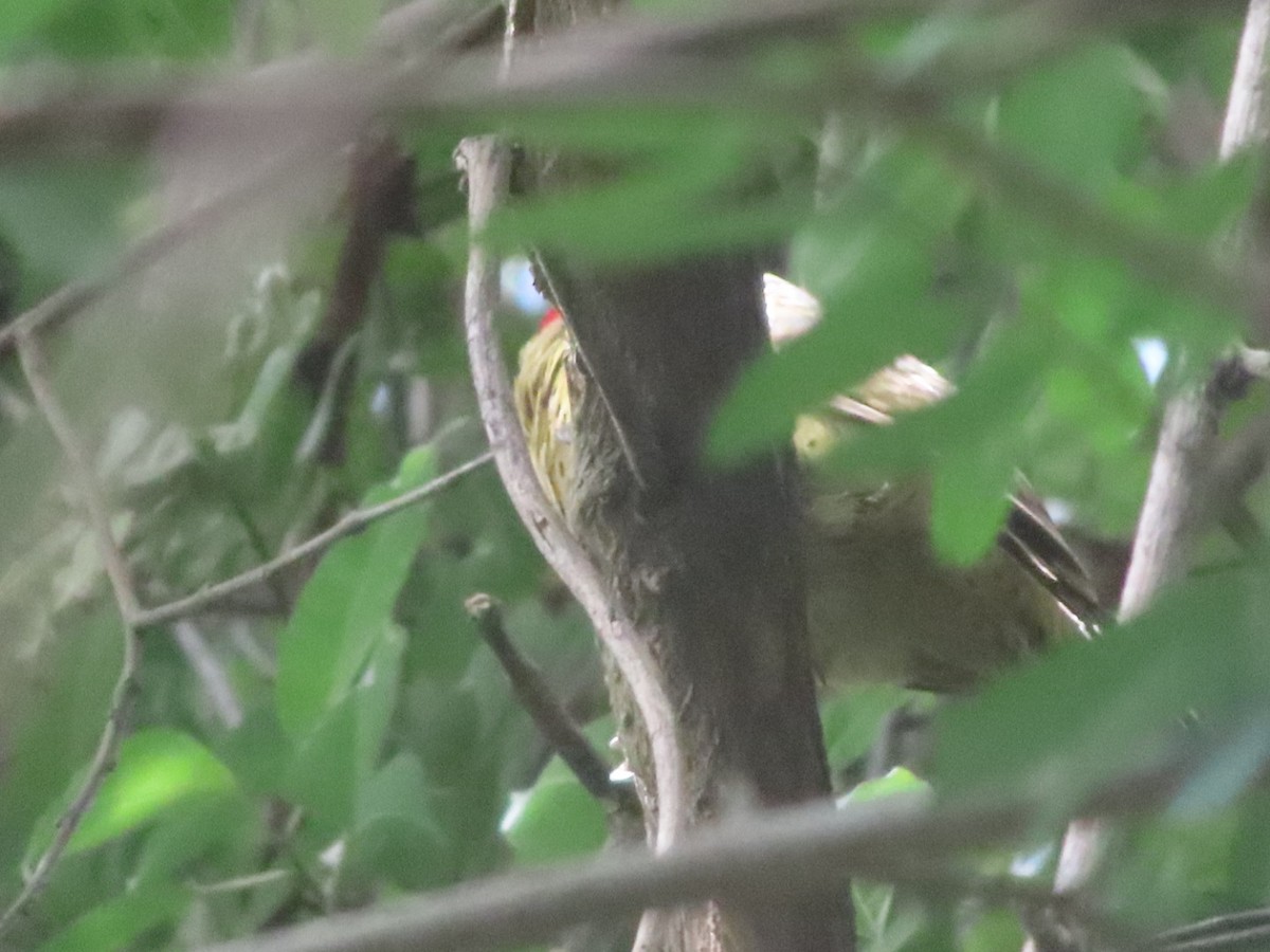 Spot-breasted Woodpecker - ML645903678