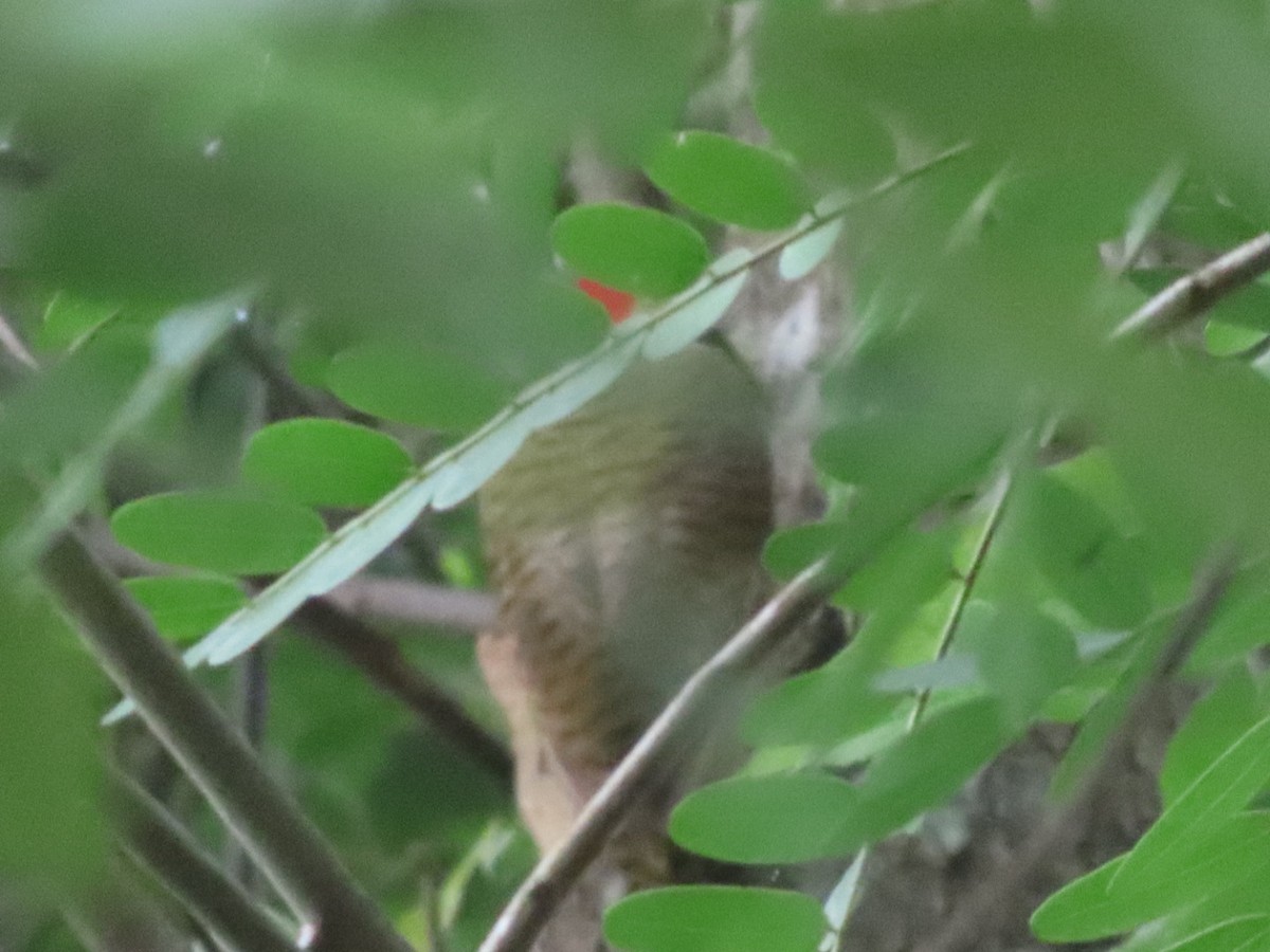 Spot-breasted Woodpecker - ML645903679