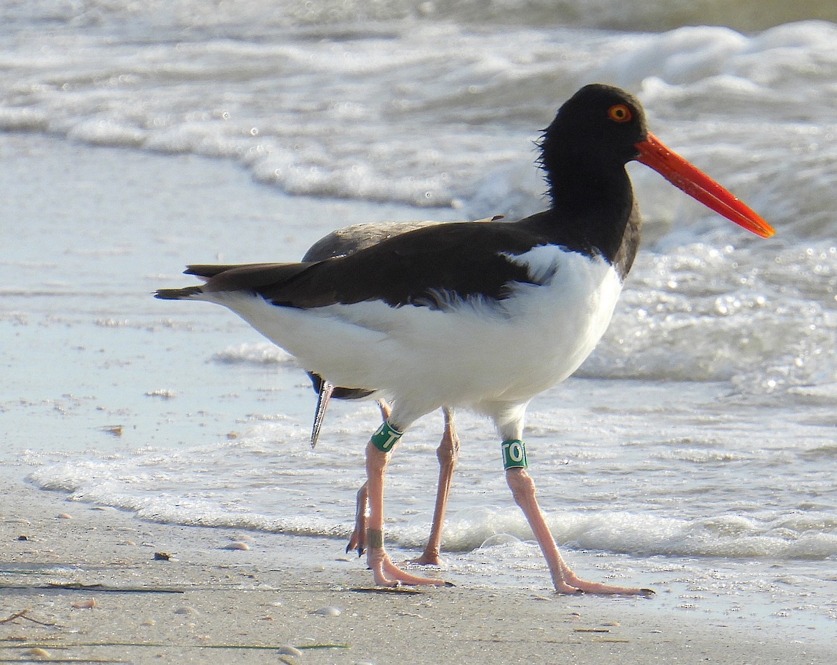 American Oystercatcher - ML645903680