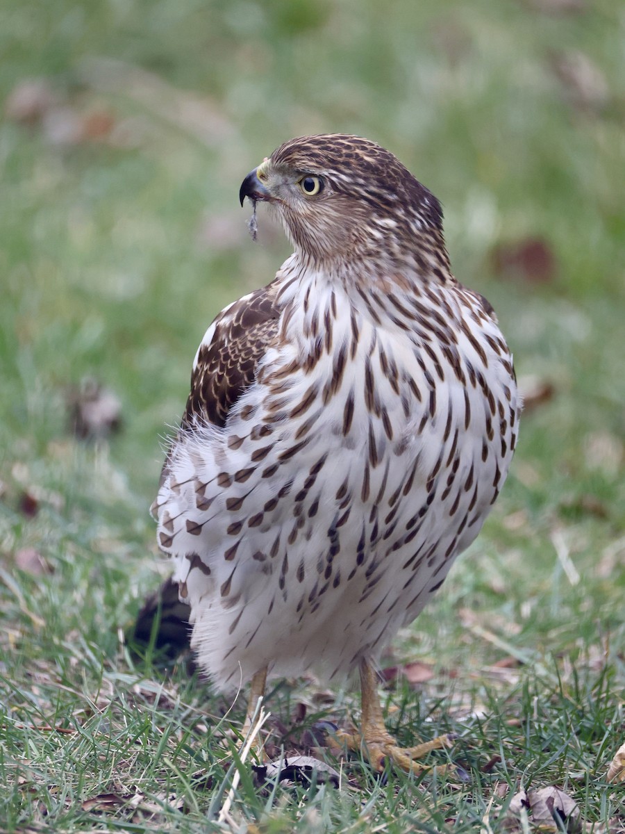 Cooper's Hawk - ML645903681