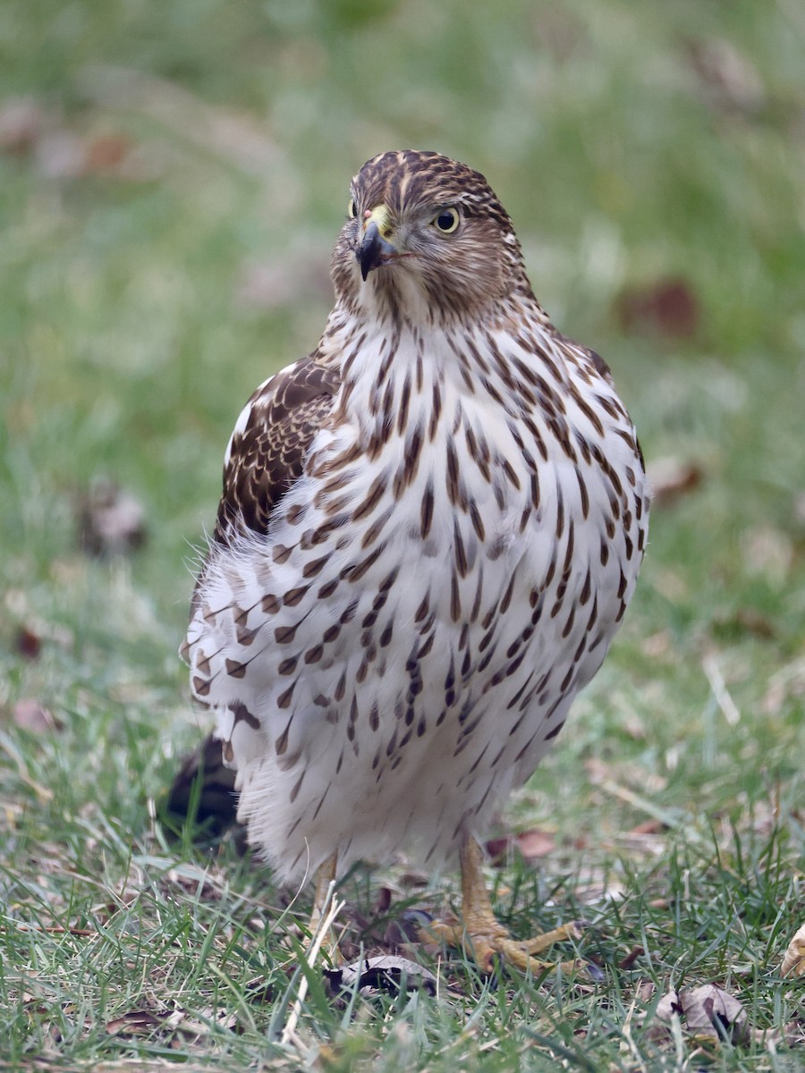 Cooper's Hawk - ML645903684
