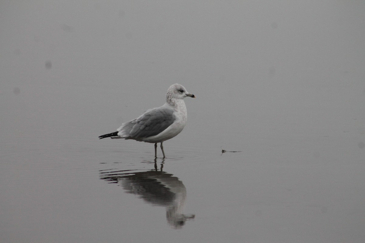 Lesser Black-backed Gull - ML645903685