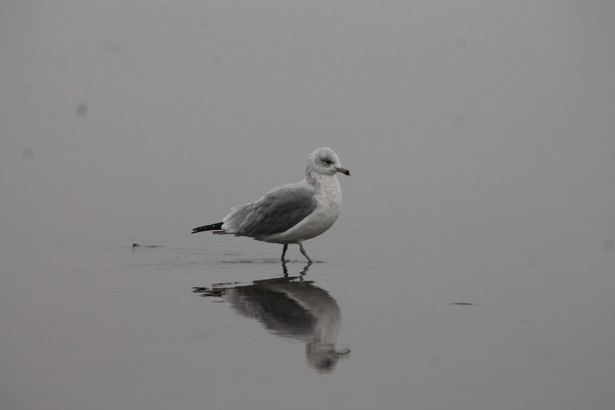 Lesser Black-backed Gull - ML645903686