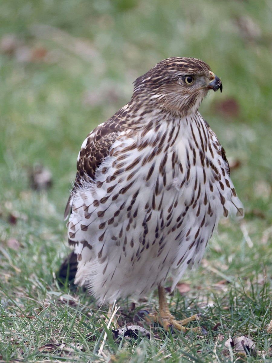 Cooper's Hawk - ML645903687