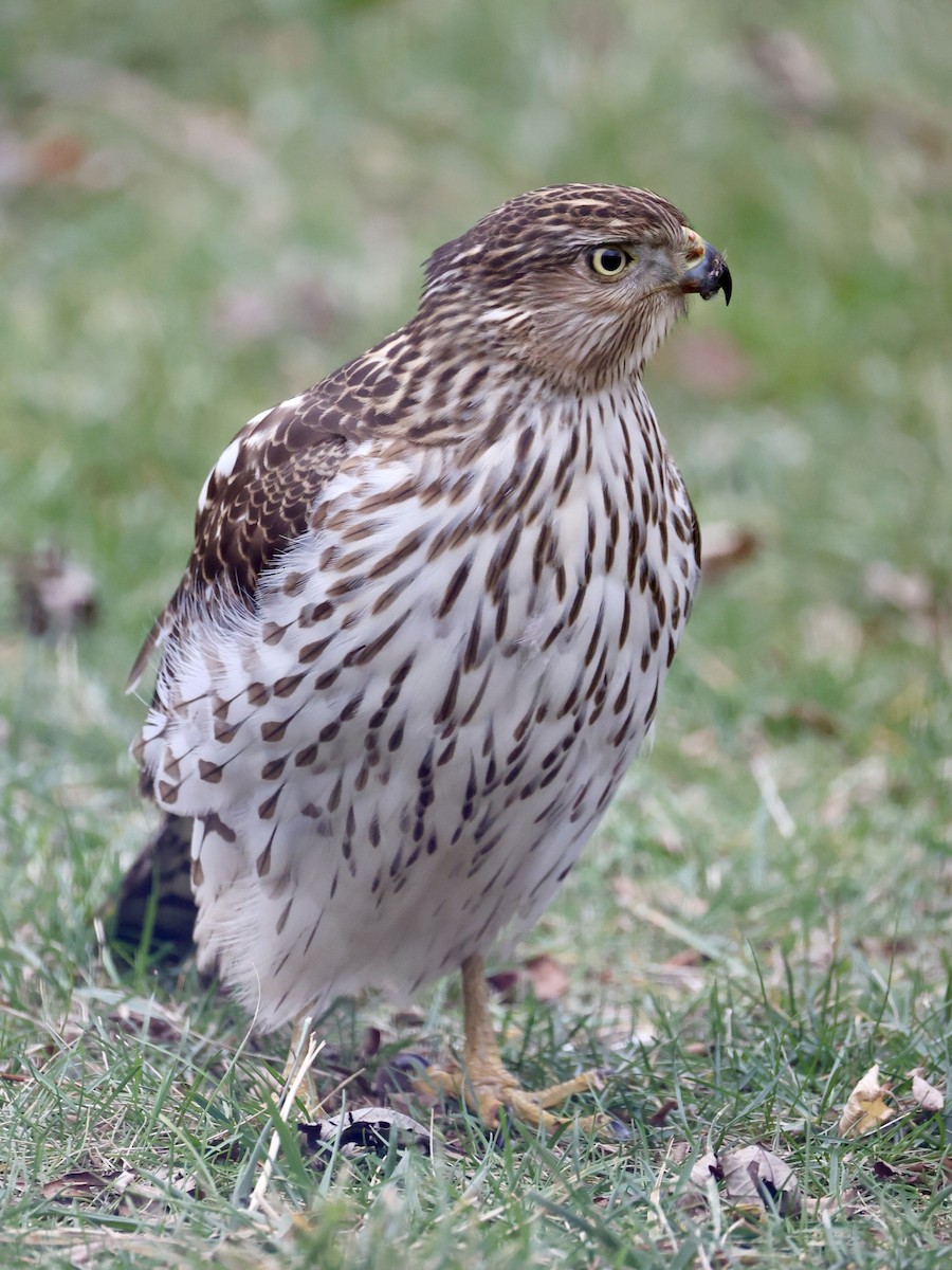 Cooper's Hawk - ML645903688