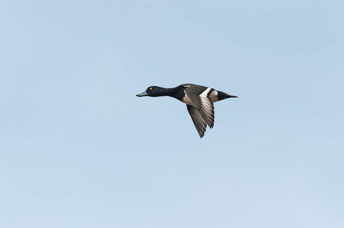 Tufted Duck - ML645903689