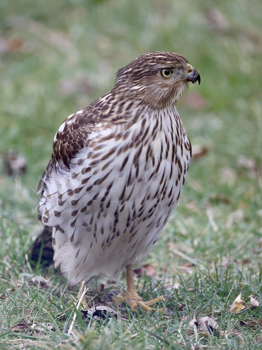 Cooper's Hawk - ML645903691