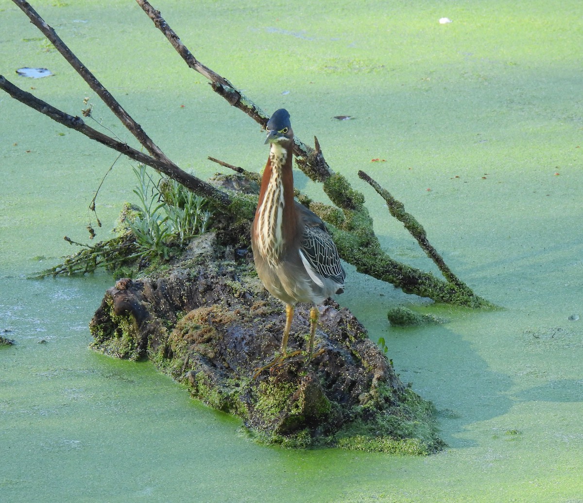Green Heron - ML645903693