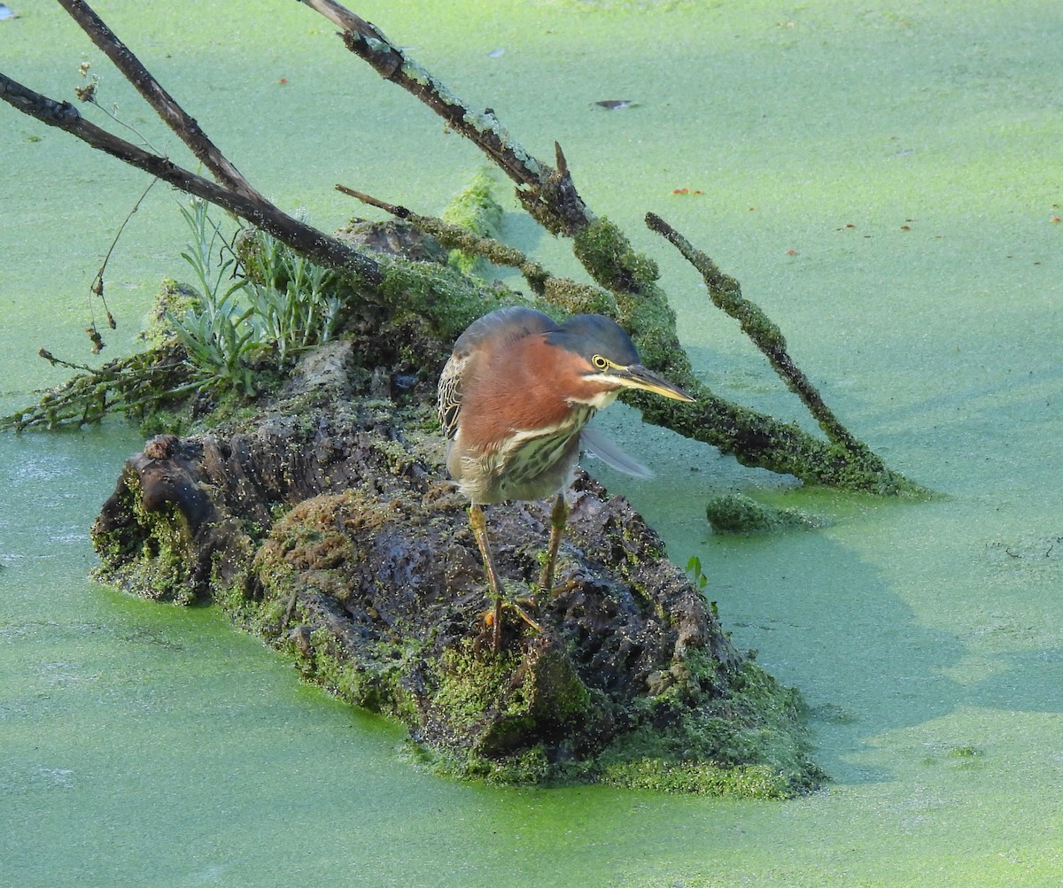 Green Heron - ML645903694